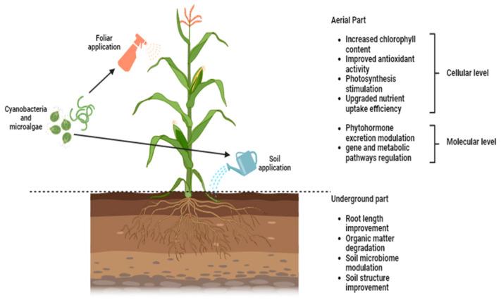 https://cdn.ncbi.nlm.nih.gov/pmc/blobs/64e9/10820584/6f107c713bca/plants-13-00159-g003.jpg
