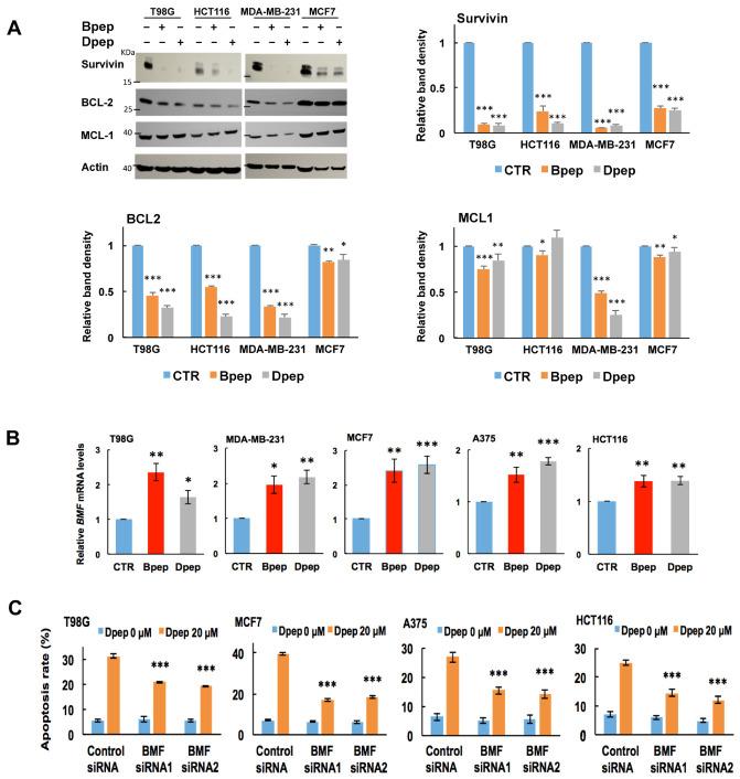 https://cdn.ncbi.nlm.nih.gov/pmc/blobs/64eb/8161188/185551e45b0e/cancers-13-02504-g005.jpg