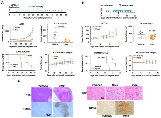 https://cdn.ncbi.nlm.nih.gov/pmc/blobs/64eb/8161188/b0038026d06f/cancers-13-02504-g006.jpg