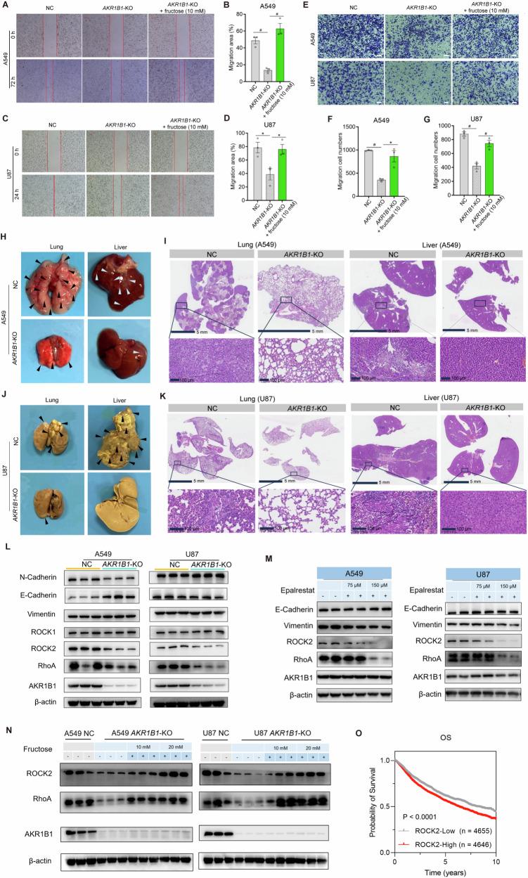 https://cdn.ncbi.nlm.nih.gov/pmc/blobs/64f1/11618507/66e829a84795/41418_2024_1393_Fig7_HTML.jpg