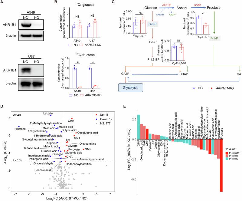 https://cdn.ncbi.nlm.nih.gov/pmc/blobs/64f1/11618507/9026677d2aaf/41418_2024_1393_Fig2_HTML.jpg