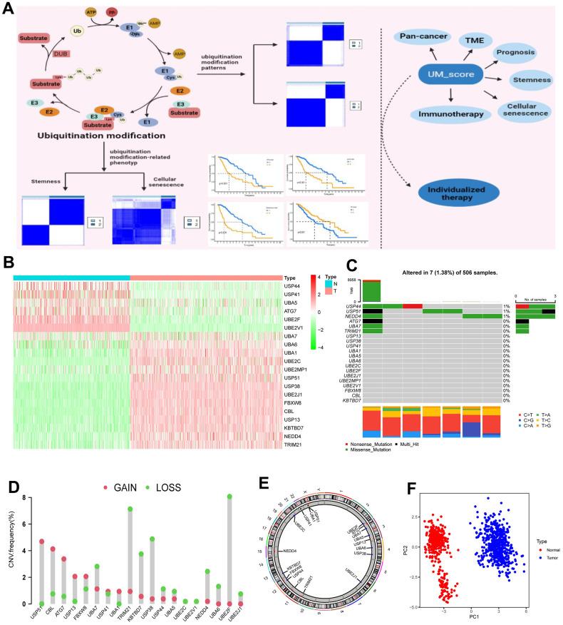 https://cdn.ncbi.nlm.nih.gov/pmc/blobs/64f4/10188348/fa02f290ce02/aging-15-204650-g001.jpg