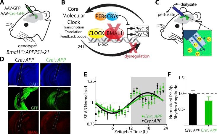 https://cdn.ncbi.nlm.nih.gov/pmc/blobs/64f5/5881473/d8bad5555271/JEM_20172347_Fig1.jpg
