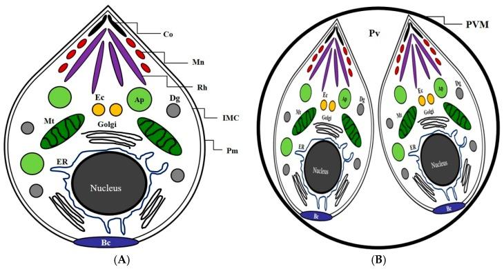https://cdn.ncbi.nlm.nih.gov/pmc/blobs/64f5/6631288/33e1264ee5d3/pathogens-08-00061-g001.jpg