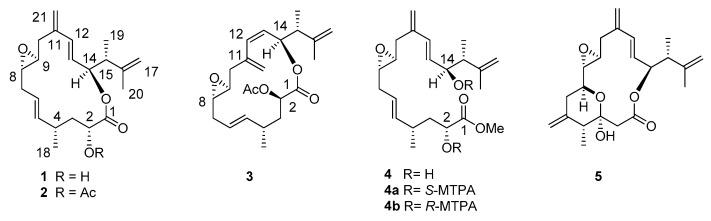 https://cdn.ncbi.nlm.nih.gov/pmc/blobs/64f7/6356882/a59d967ddfad/marinedrugs-17-00058-sch001.jpg