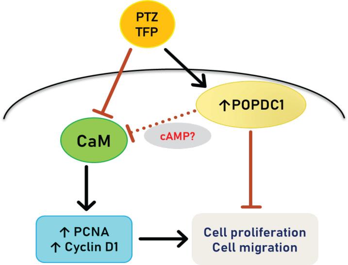 https://cdn.ncbi.nlm.nih.gov/pmc/blobs/64f7/9741886/508bf7cbead7/APJCP-23-2863-g005.jpg