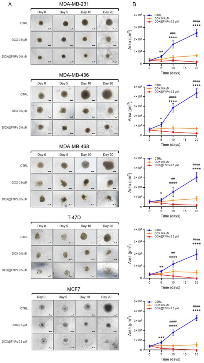 https://cdn.ncbi.nlm.nih.gov/pmc/blobs/64fe/11477043/9fec1977bcdd/ijms-25-10560-g005.jpg