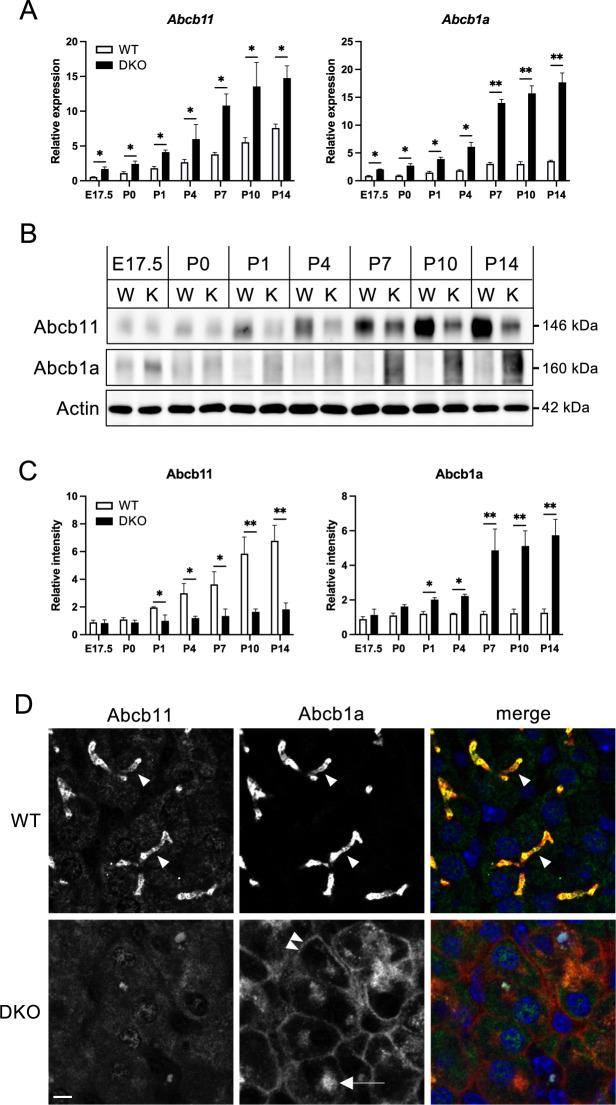 https://cdn.ncbi.nlm.nih.gov/pmc/blobs/64fe/11930773/2d86736c88b9/csf_49_24046-f006.jpg
