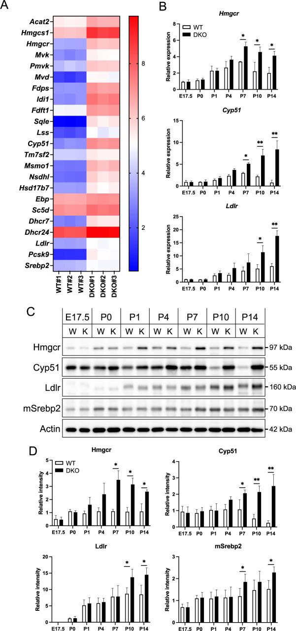 https://cdn.ncbi.nlm.nih.gov/pmc/blobs/64fe/11930773/d9f7e1537c85/csf_49_24046-f003.jpg