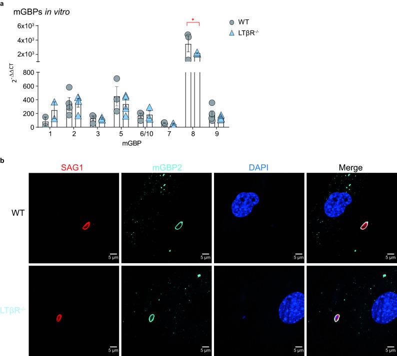 https://cdn.ncbi.nlm.nih.gov/pmc/blobs/6506/8316152/1ab5521f35b6/iai.00026-21-f004.jpg