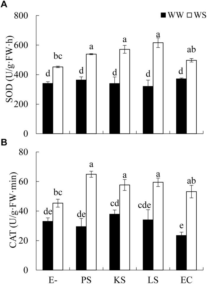 https://cdn.ncbi.nlm.nih.gov/pmc/blobs/6507/6637391/7ab9f80b4e3e/fpls-10-00903-g002.jpg