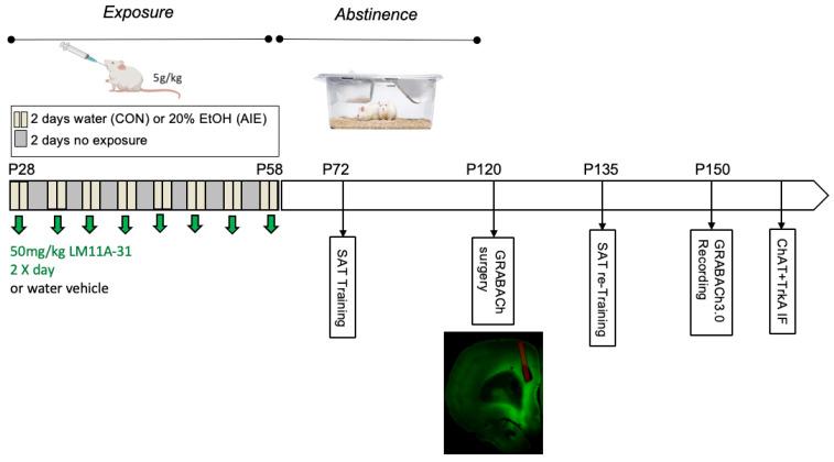 https://cdn.ncbi.nlm.nih.gov/pmc/blobs/6509/11172149/72cf25ebf00d/ijms-25-05792-g009.jpg