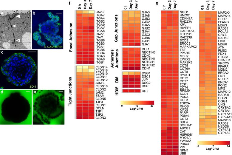 https://cdn.ncbi.nlm.nih.gov/pmc/blobs/6509/7979936/6aa846297aa4/42003_2021_1901_Fig5_HTML.jpg