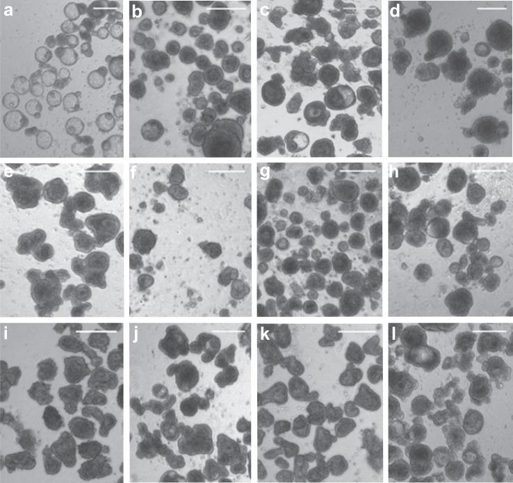 https://cdn.ncbi.nlm.nih.gov/pmc/blobs/6509/7979936/f1a9be29d7f8/42003_2021_1901_Fig7_HTML.jpg