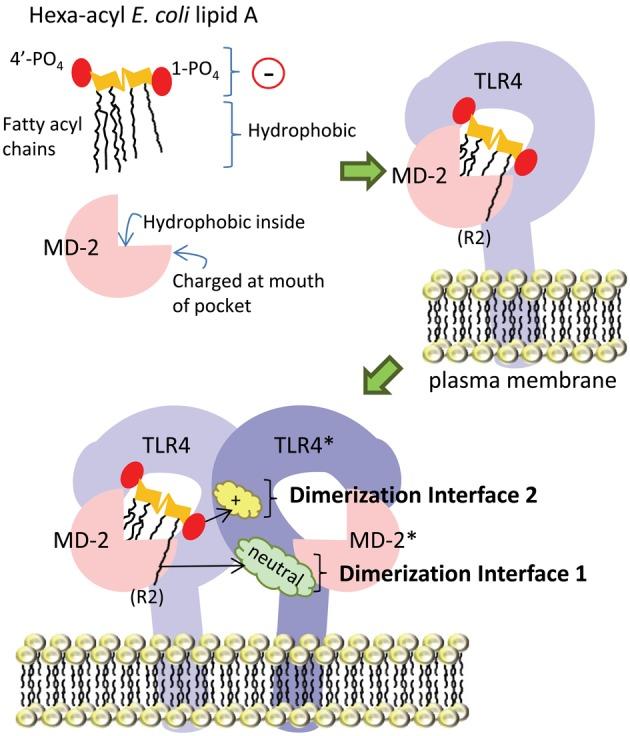 https://cdn.ncbi.nlm.nih.gov/pmc/blobs/650a/3569842/0f594b2eed61/fcimb-03-00003-g0004.jpg