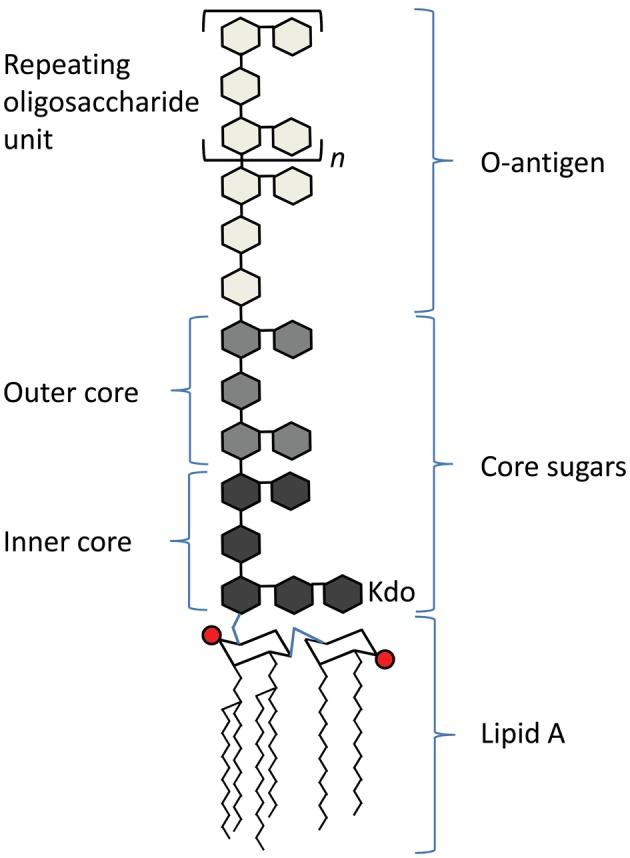 https://cdn.ncbi.nlm.nih.gov/pmc/blobs/650a/3569842/d4ff204d1104/fcimb-03-00003-g0001.jpg