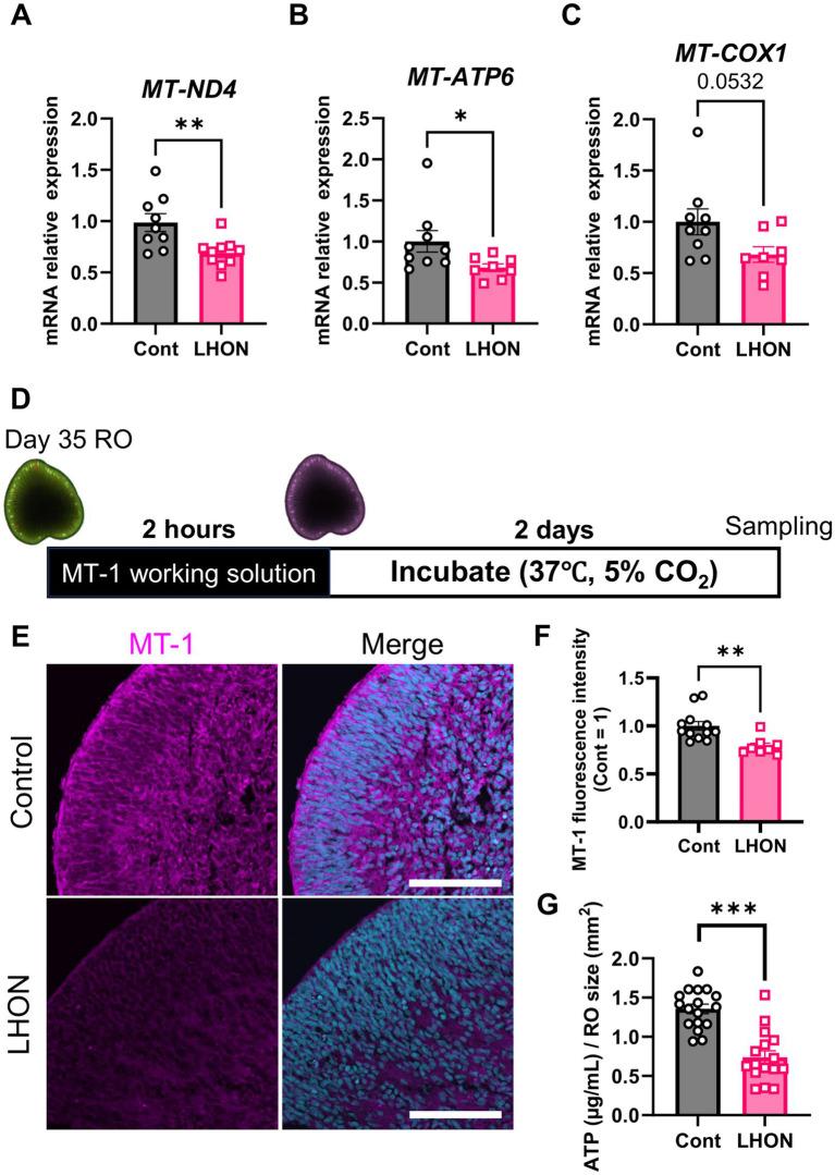 https://cdn.ncbi.nlm.nih.gov/pmc/blobs/650b/12464001/5781579ee9fb/fncel-19-1635775-g003.jpg