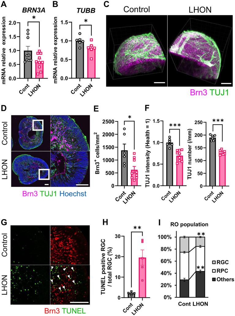 https://cdn.ncbi.nlm.nih.gov/pmc/blobs/650b/12464001/b28cb05717e4/fncel-19-1635775-g002.jpg