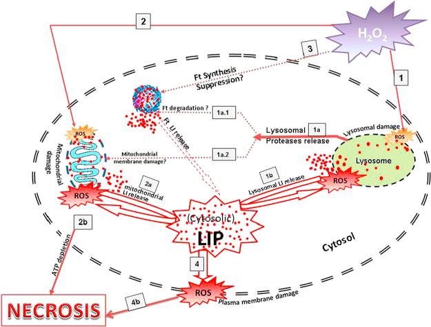https://cdn.ncbi.nlm.nih.gov/pmc/blobs/650b/4046229/14627a96a069/gr10.jpg