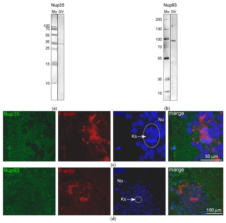 https://cdn.ncbi.nlm.nih.gov/pmc/blobs/650c/10744300/3bbbeef64410/jdb-11-00044-g008.jpg