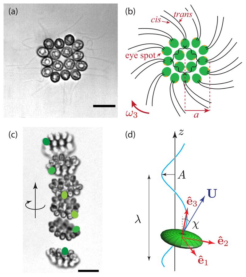 https://cdn.ncbi.nlm.nih.gov/pmc/blobs/650c/7616084/87abee58b57a/EMS196593-f001.jpg