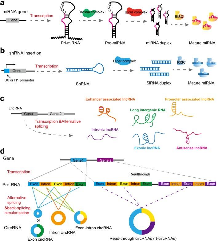 https://cdn.ncbi.nlm.nih.gov/pmc/blobs/650d/6556047/f578f91f52ff/13045_2019_748_Fig1_HTML.jpg