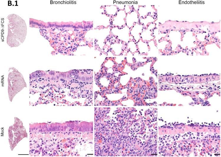 https://cdn.ncbi.nlm.nih.gov/pmc/blobs/650e/10837132/509dd83b77a4/41467_2024_45348_Fig6_HTML.jpg