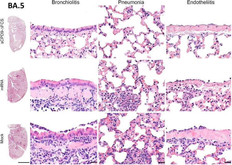 https://cdn.ncbi.nlm.nih.gov/pmc/blobs/650e/10837132/92ed8ab8f0f6/41467_2024_45348_Fig8_HTML.jpg
