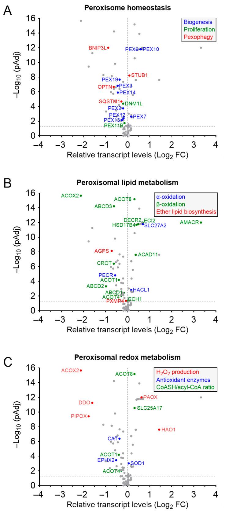https://cdn.ncbi.nlm.nih.gov/pmc/blobs/650e/12248560/480301029f81/cancers-17-02243-g001.jpg