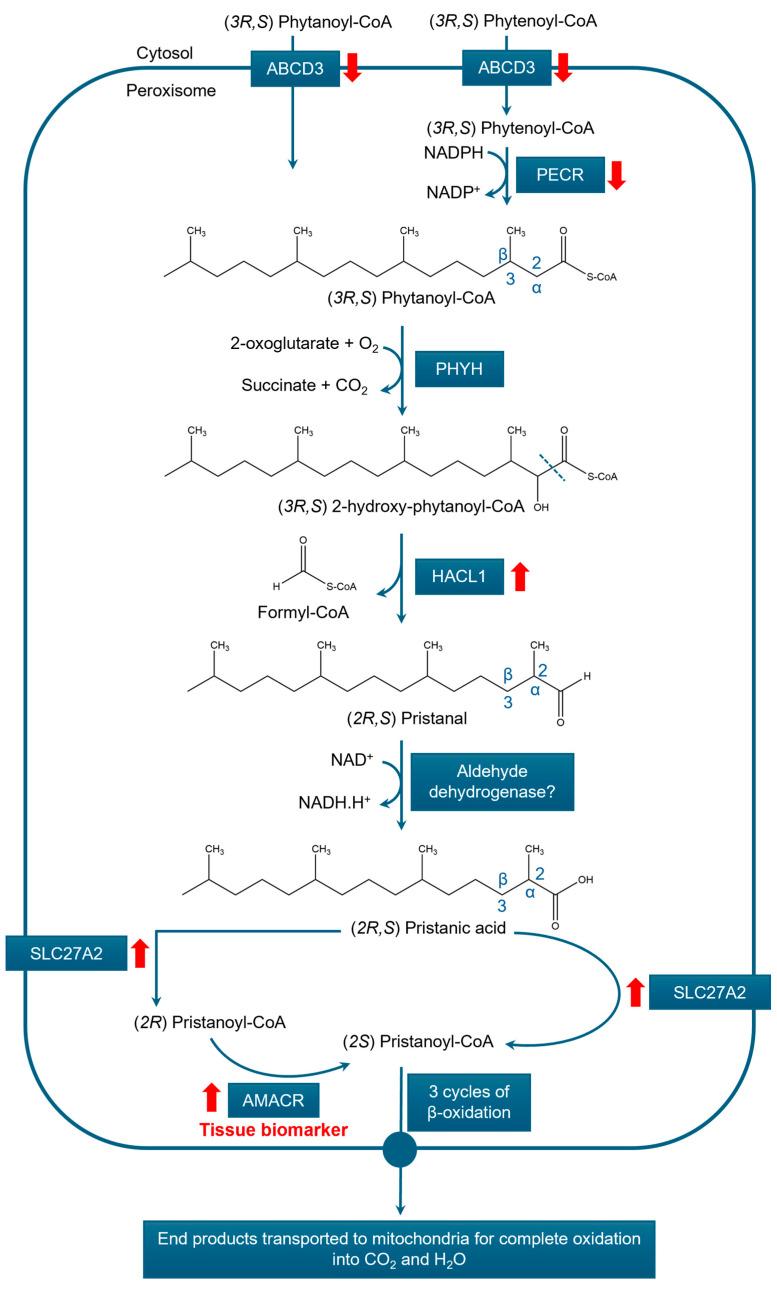 https://cdn.ncbi.nlm.nih.gov/pmc/blobs/650e/12248560/a4972b0ac615/cancers-17-02243-g005.jpg