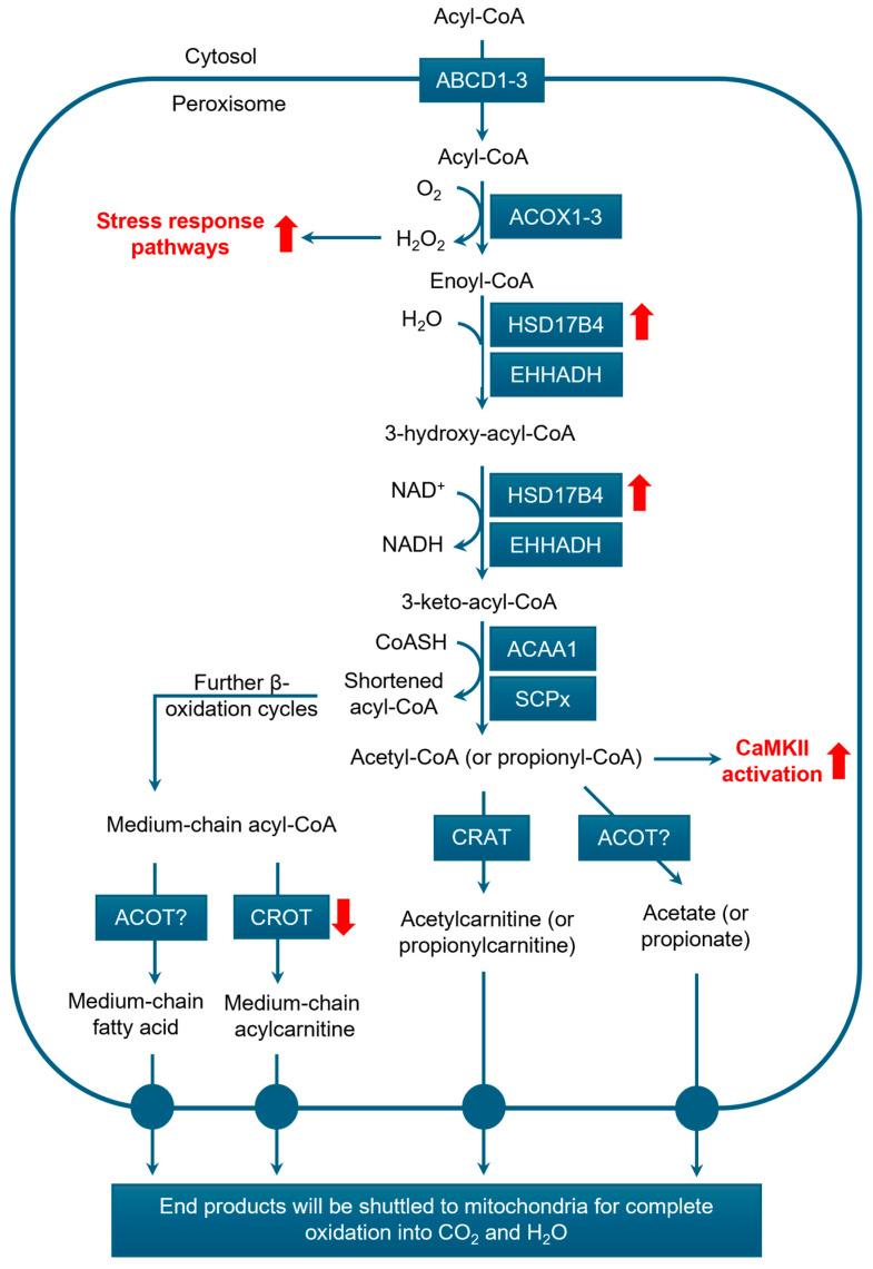 https://cdn.ncbi.nlm.nih.gov/pmc/blobs/650e/12248560/e31abe70f11e/cancers-17-02243-g003.jpg