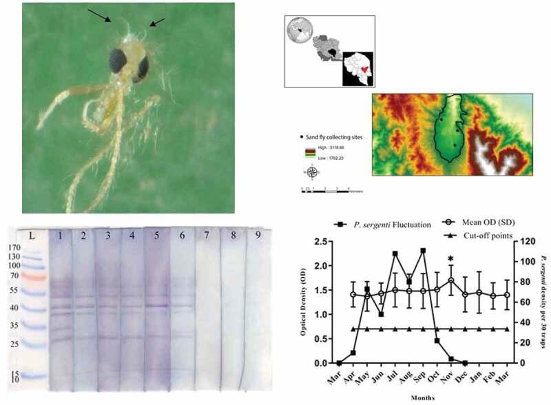 https://cdn.ncbi.nlm.nih.gov/pmc/blobs/650e/7480592/83fea1fe9021/YPGH_A_1789399_UF0001_OC.jpg