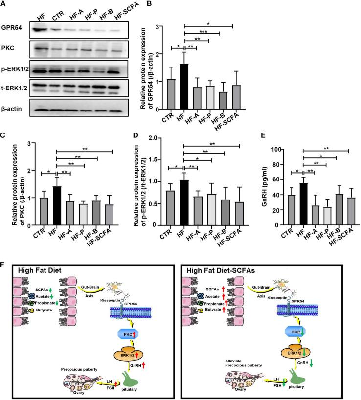 https://cdn.ncbi.nlm.nih.gov/pmc/blobs/650f/9782419/fadef2322521/fendo-13-1051797-g008.jpg