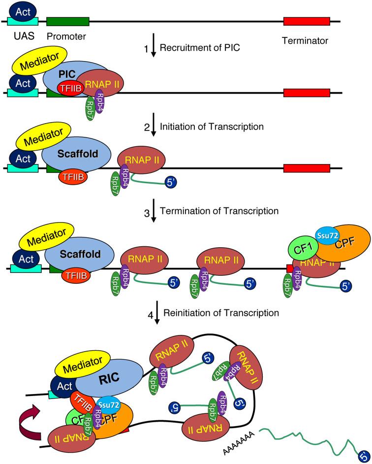 https://cdn.ncbi.nlm.nih.gov/pmc/blobs/6512/6753479/7a60c9c1d7d9/gkz597fig8.jpg