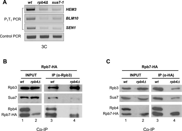 https://cdn.ncbi.nlm.nih.gov/pmc/blobs/6512/6753479/9e9a2511b7ec/gkz597fig2.jpg
