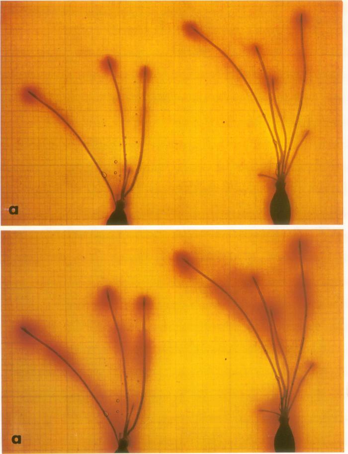 https://cdn.ncbi.nlm.nih.gov/pmc/blobs/651d/543125/ff900df6fe2a/plntphys00131-0164-a.jpg