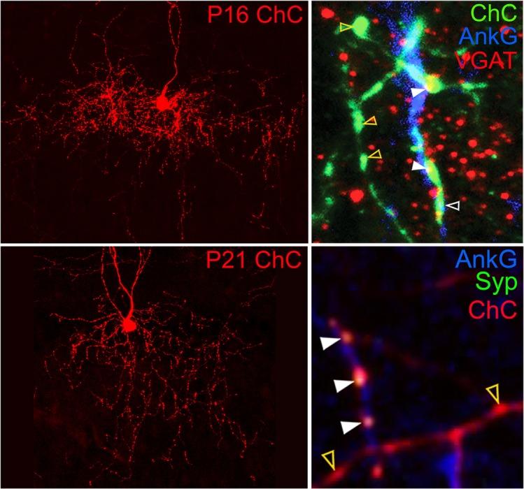 https://cdn.ncbi.nlm.nih.gov/pmc/blobs/651e/5458751/6171ead79fff/enu003172309r001.jpg