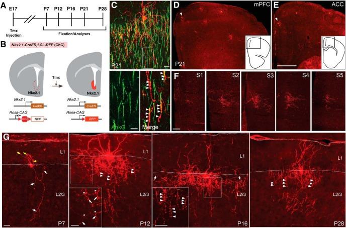 https://cdn.ncbi.nlm.nih.gov/pmc/blobs/651e/5458751/63e15e6176c5/enu0031723090001.jpg