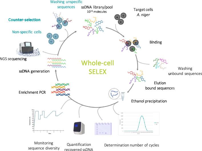 https://cdn.ncbi.nlm.nih.gov/pmc/blobs/6521/11536964/8f0ddb411fc7/40694_2024_185_Fig1_HTML.jpg