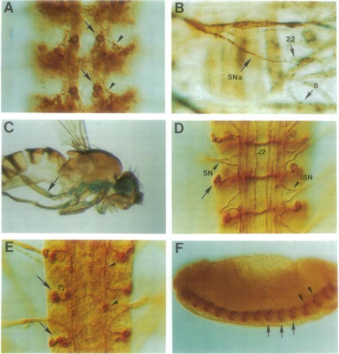 https://cdn.ncbi.nlm.nih.gov/pmc/blobs/6521/44119/d5f2896abdcb/pnas01135-0249-a.jpg