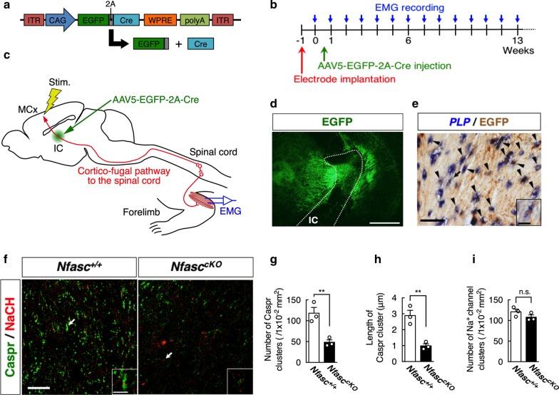 https://cdn.ncbi.nlm.nih.gov/pmc/blobs/6521/7685608/1697900c47b4/13041_2020_698_Fig1_HTML.jpg