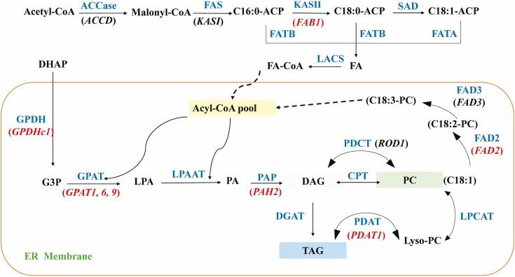 https://cdn.ncbi.nlm.nih.gov/pmc/blobs/6527/10100649/5fd48df7f9f7/plad012_fig2.jpg