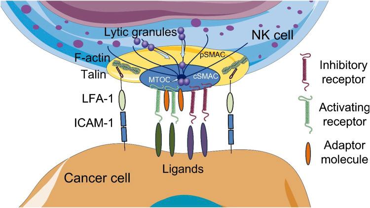 https://cdn.ncbi.nlm.nih.gov/pmc/blobs/6527/12162653/58573590e756/fcell-13-1609479-g001.jpg