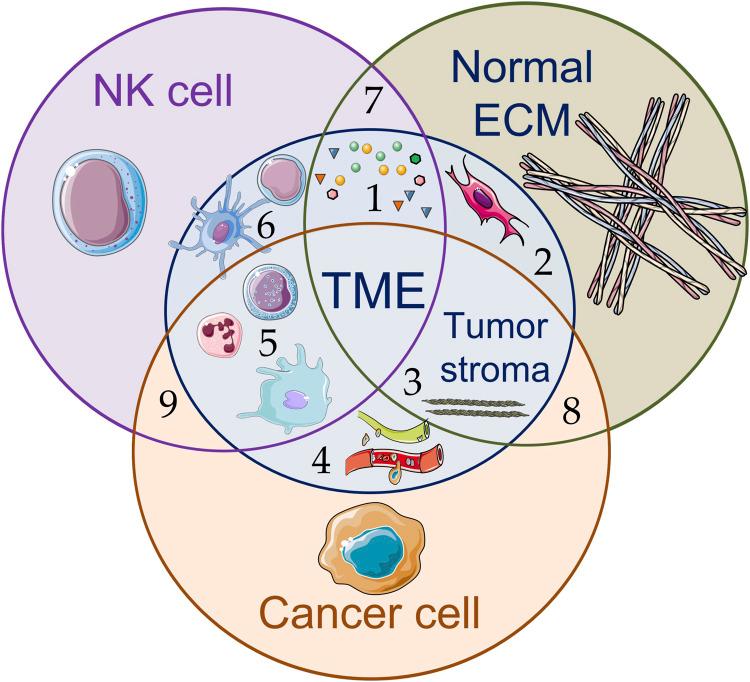 https://cdn.ncbi.nlm.nih.gov/pmc/blobs/6527/12162653/696f093e6b43/fcell-13-1609479-g002.jpg