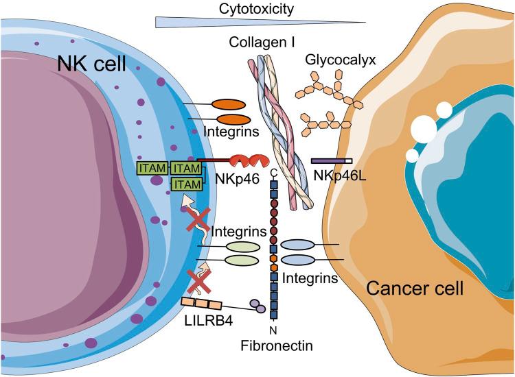 https://cdn.ncbi.nlm.nih.gov/pmc/blobs/6527/12162653/93af8d32c12c/fcell-13-1609479-g003.jpg