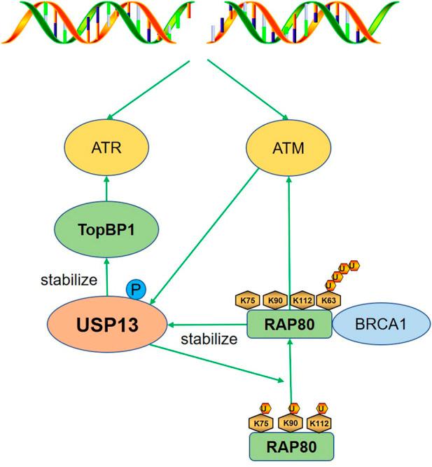 https://cdn.ncbi.nlm.nih.gov/pmc/blobs/6527/9515447/b683683ff561/fmolb-09-977122-g002.jpg