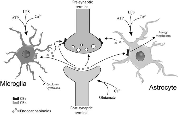 https://cdn.ncbi.nlm.nih.gov/pmc/blobs/6529/4157566/09862edca671/CPD-20-4707_F6.jpg