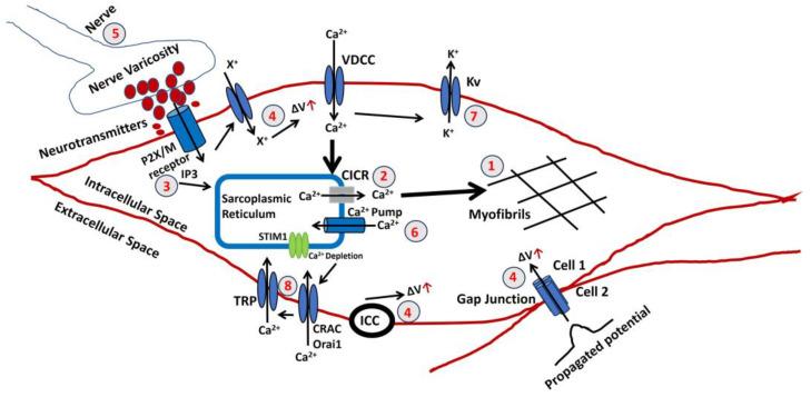 https://cdn.ncbi.nlm.nih.gov/pmc/blobs/652b/11130850/26c13c98b8b7/pathophysiology-31-00018-g004.jpg
