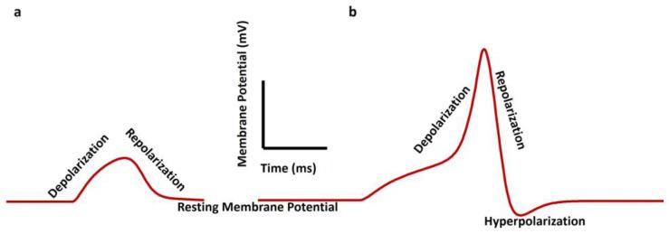https://cdn.ncbi.nlm.nih.gov/pmc/blobs/652b/11130850/8be4565c39a2/pathophysiology-31-00018-g002.jpg