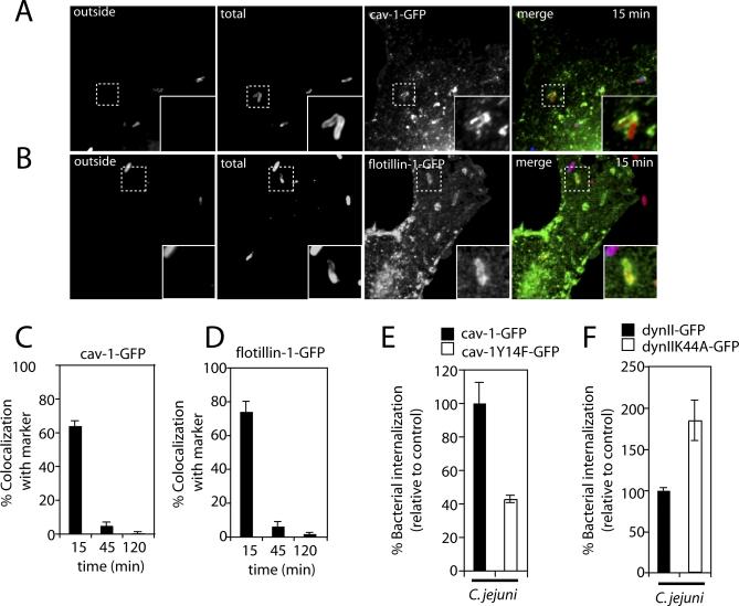 https://cdn.ncbi.nlm.nih.gov/pmc/blobs/652f/2323279/f1dbdef177fa/ppat.0040014.g007.jpg